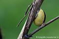 2017-04-04 (4269-u) Vlinder oranje Fuut Insecten, slakken  Maasplassen Chiwawa's